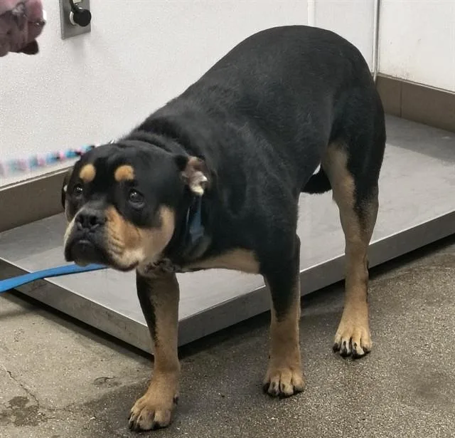 A young medium-sized male English Bulldog dog named Rocco for adoption in Tucson, AZ