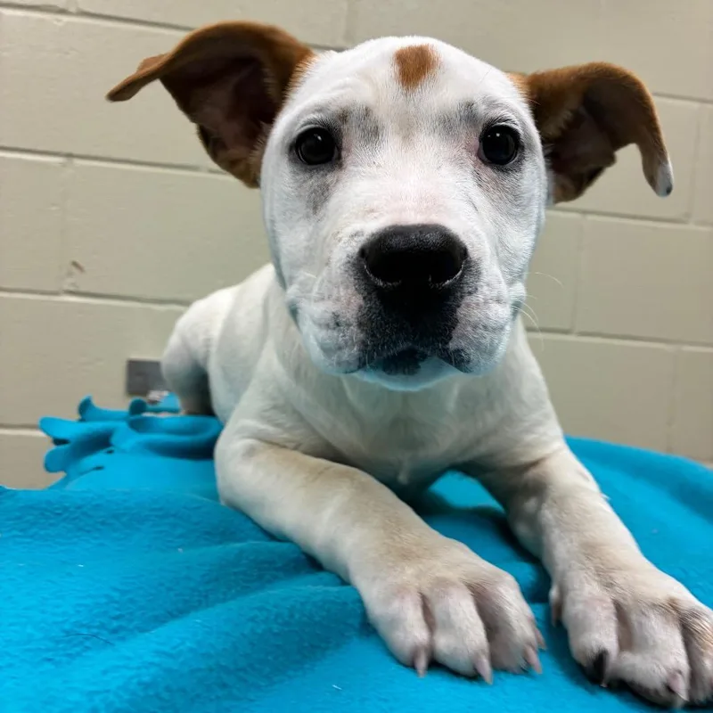 Sugar Pie thumbnail 2