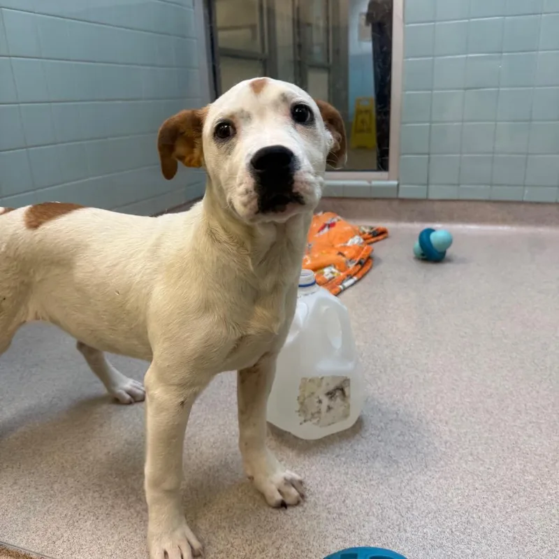 Sugar Pie thumbnail 3