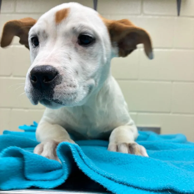 Sugar Pie thumbnail 4