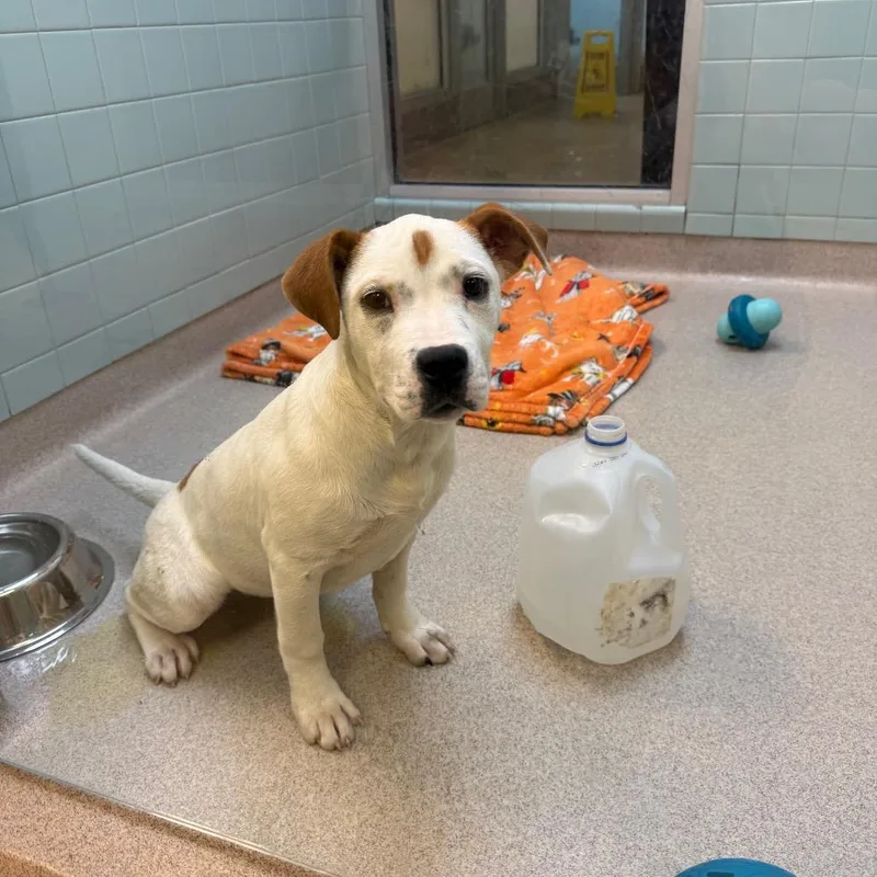 Sugar Pie thumbnail 5