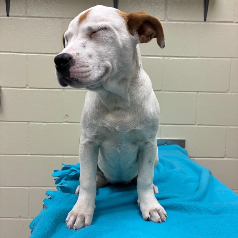 Sugar Pie thumbnail 6