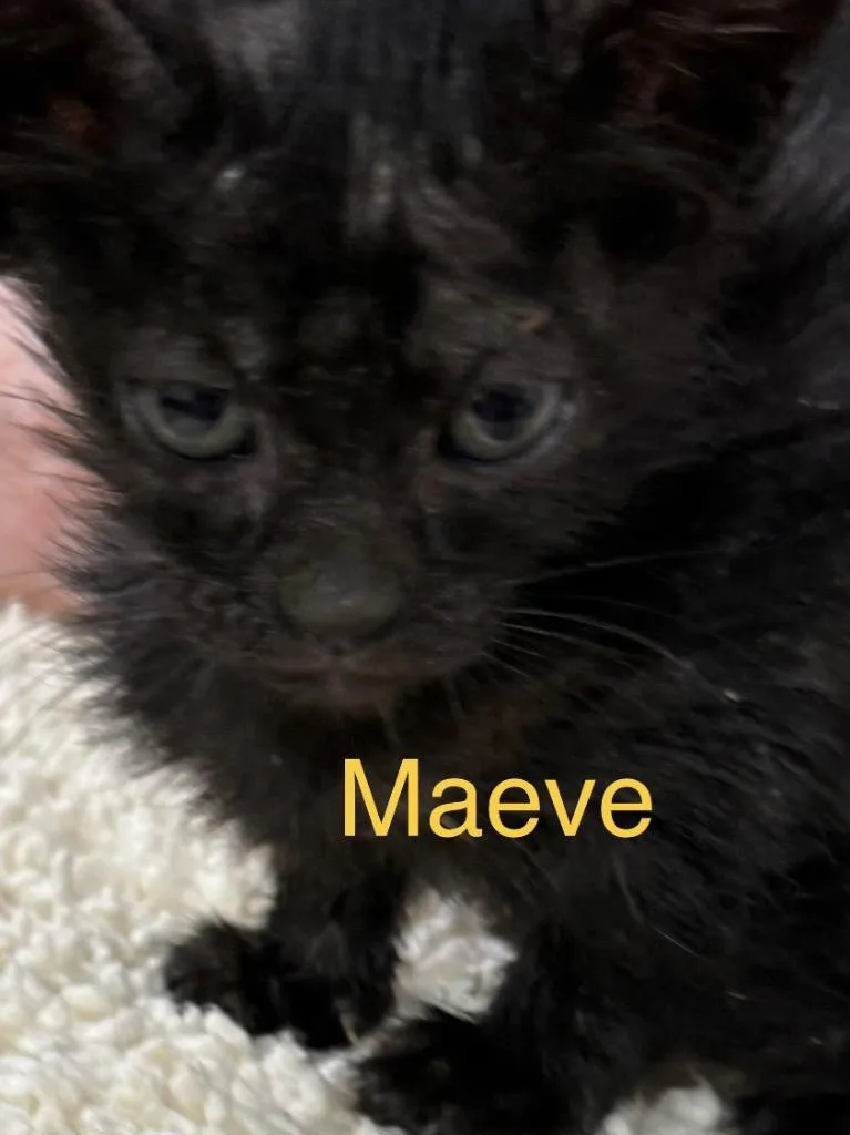 A baby small-sized female Domestic Short Hair cat named Maeve for adoption in Saint Francisville, LA