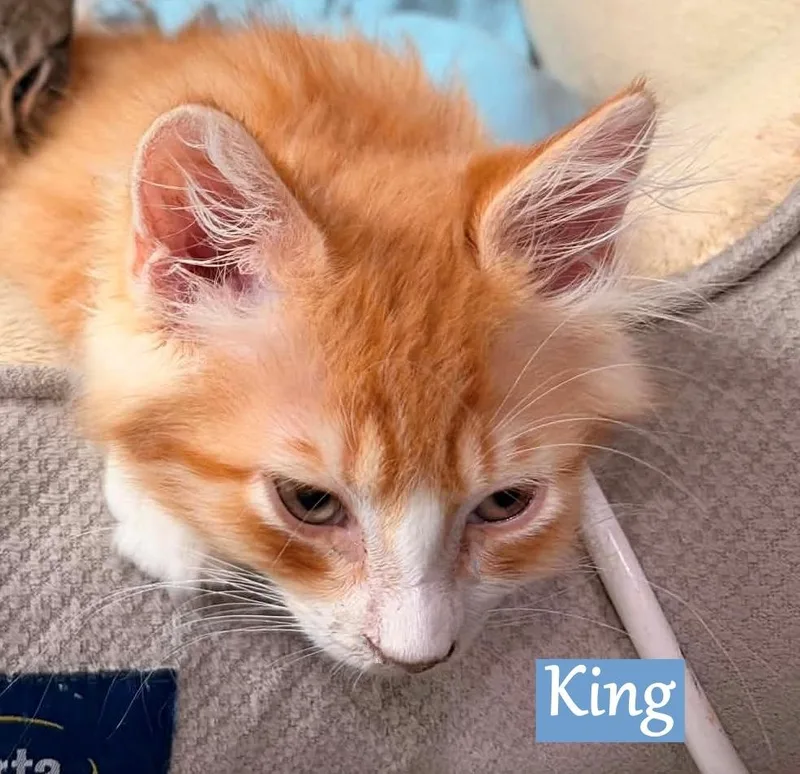 King