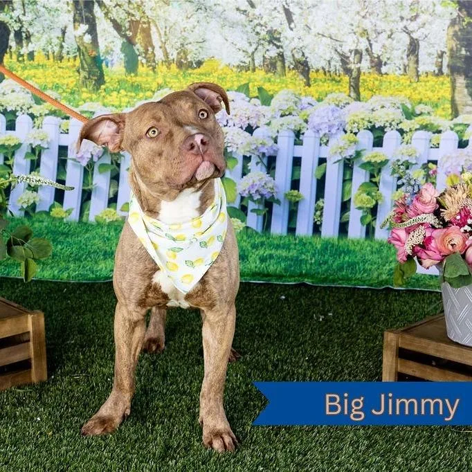 Big Jimmy thumbnail 4