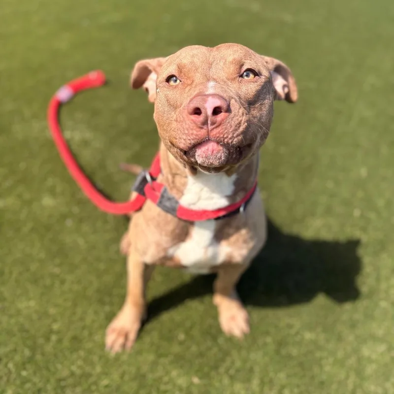 Big Jimmy thumbnail 6