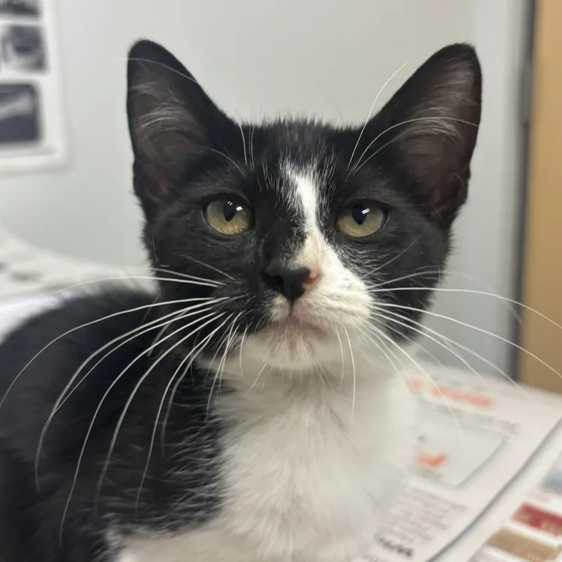 A baby small-sized female Black Domestic Short Hair cat named Anna for adoption in Jacksonville, FL