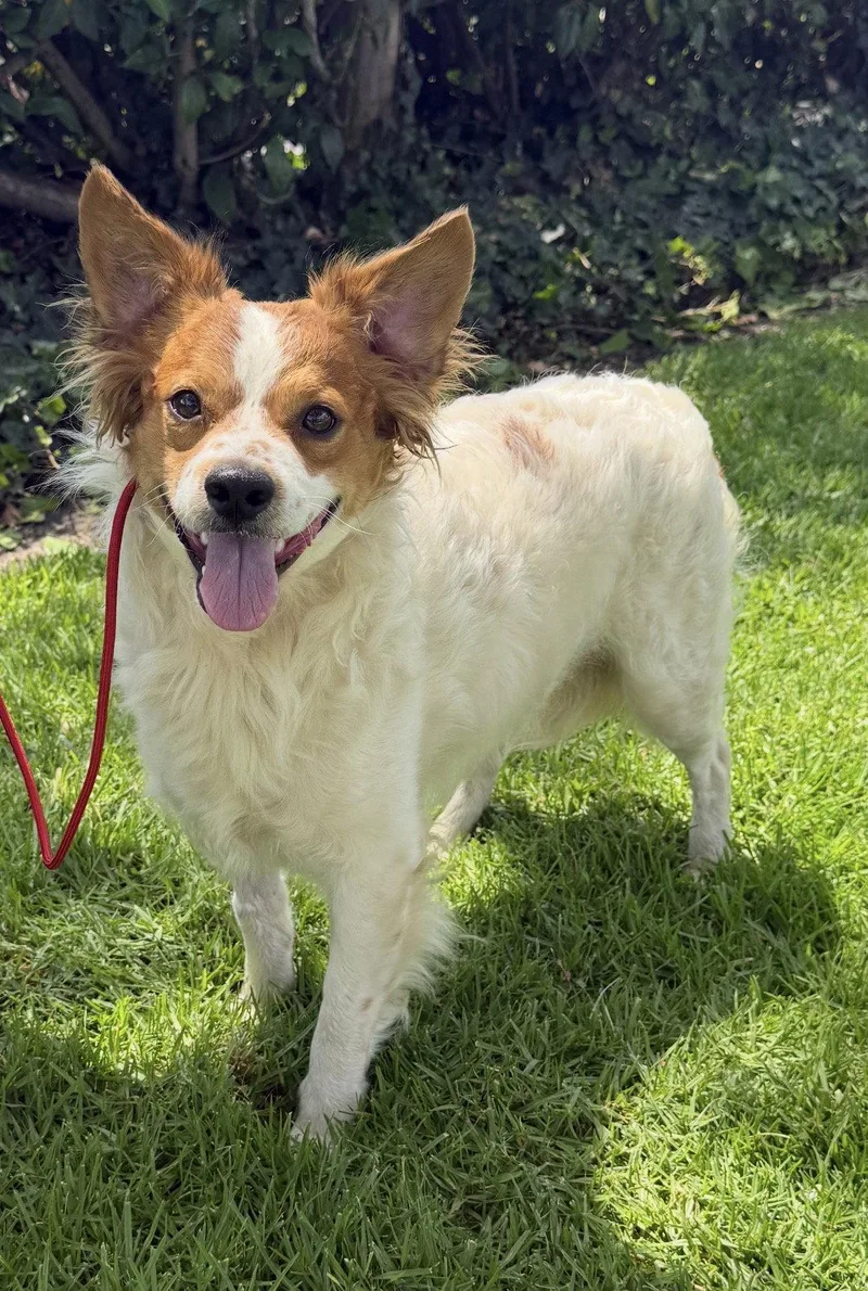An adult small-sized male Mixed Breed dog named Oliver for adoption in Capistrano Beach, CA