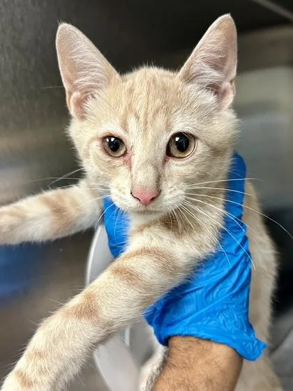 A baby medium-sized male Buff / Tan / Fawn Domestic Short Hair cat named Turkey for adoption in Wichita, KS