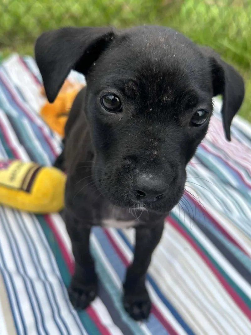 A baby medium-sized female Labrador Retriever dog named Bailey for adoption in Tarrytown, GA