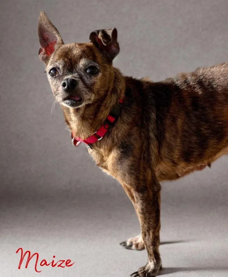 A senior small-sized female Chihuahua dog named Mazie for adoption in Dalton, GA