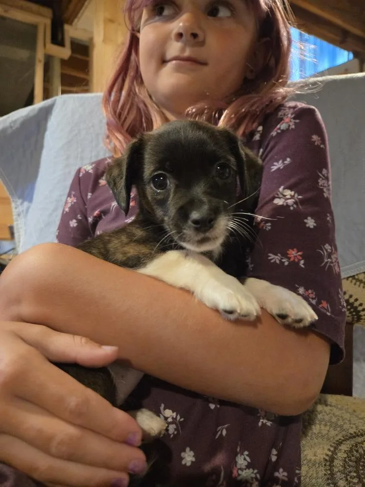A baby medium-sized female Brindle Mixed Breed dog named Stencil for adoption in Lansing, MI