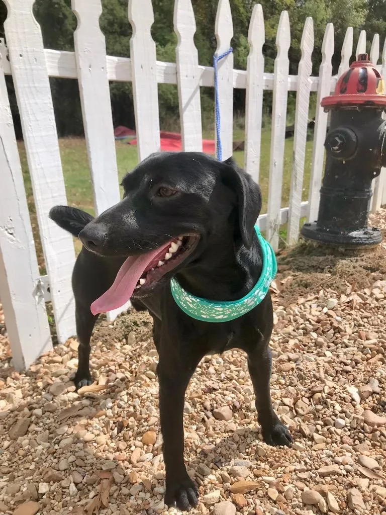 An adult medium-sized male Labrador Retriever dog named Mick for adoption in Saint Francisville, LA