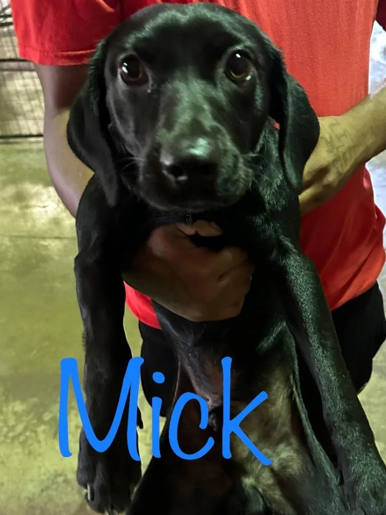 Mick thumbnail 4