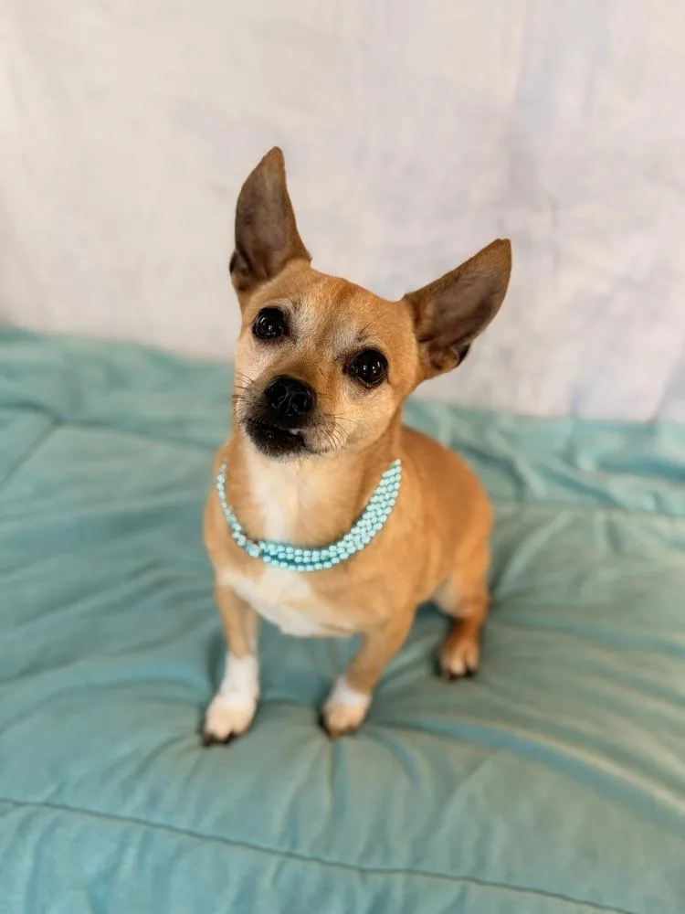 An adult small-sized female White / Cream Chihuahua dog named Blair for adoption in Richmond, TX