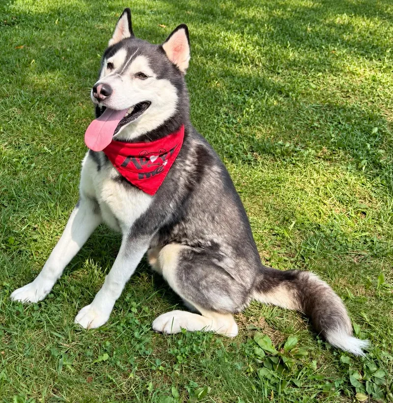 An adult medium-sized male Black Husky dog named Arlo for adoption in Eureka, IL