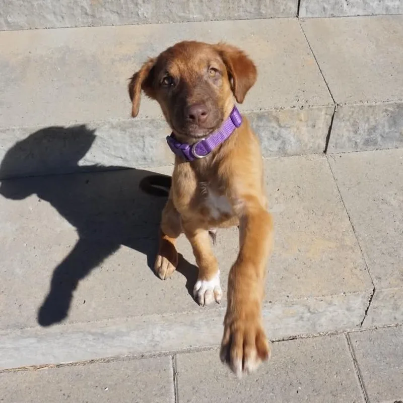 A baby medium-sized female Red / Chestnut / Orange Shepherd dog named Bella for adoption in Bend, OR