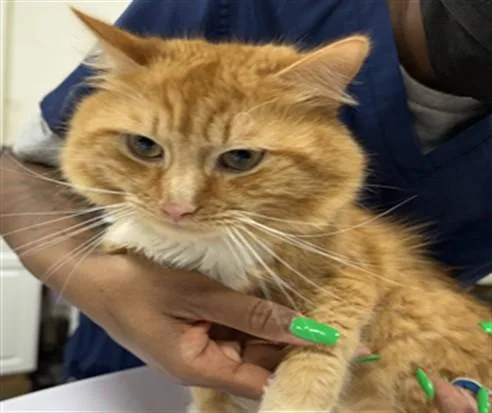 A young medium-sized male Domestic Medium Hair cat named Toledo for adoption in Upper Marlboro, MD