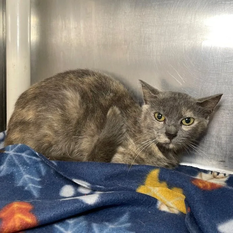 An adult medium-sized female Domestic Short Hair cat named Kelly for adoption in Roanoke, VA