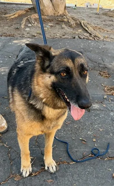 An adult medium-sized female German Shepherd Dog dog named Kera for adoption in Baldwin Park, CA