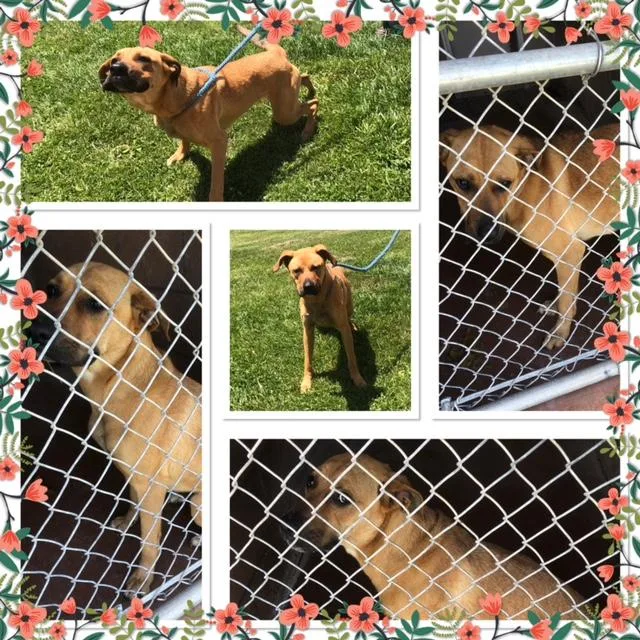 A young medium-sized female Yellow / Tan / Blond / Fawn Boxer dog named Zoey for adoption in Buckhannon, WV
