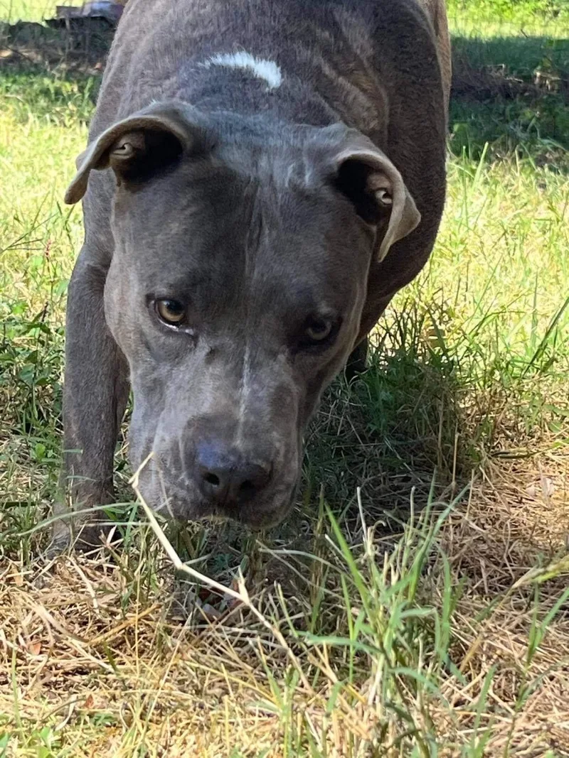 An adult large-sized male American Staffordshire Terrier dog named Gray for adoption in kingsland, GA