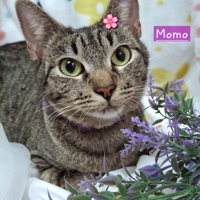 :::momo::: thumbnail 4