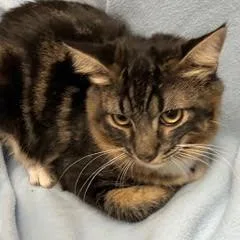 A baby medium-sized male Tabby (Gray / Blue / Silver) Tabby cat named Cobalt for adoption in Green Valley, AZ