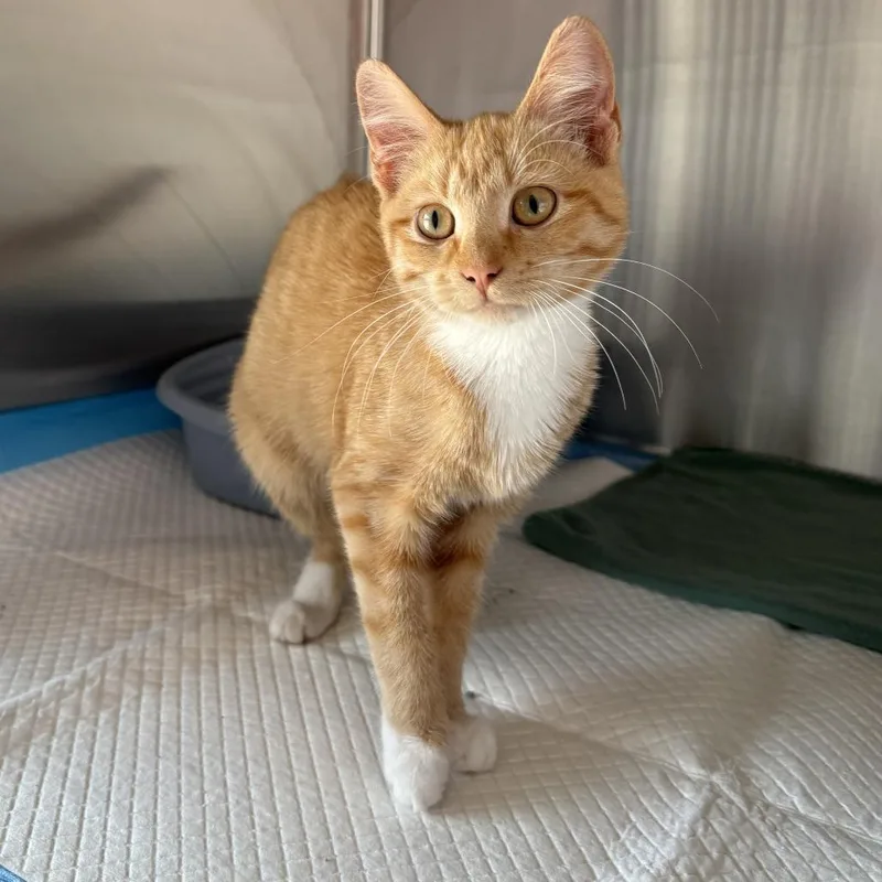 A baby small-sized female Orange / Red Domestic Short Hair cat named Patty for adoption in Ponca City, OK