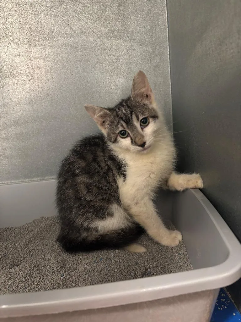 A baby medium-sized male Domestic Short Hair cat named Tattoo for adoption in Mustang, OK