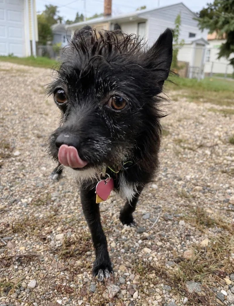 A young small-sized female Chihuahua dog named Whinnie for adoption in Wedgefield, SC