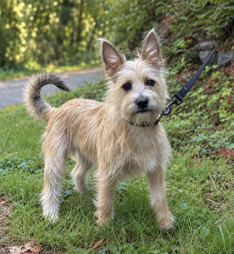A baby small-sized male Apricot / Beige Yorkshire Terrier dog named Bodie for adoption in Puyallup, WA