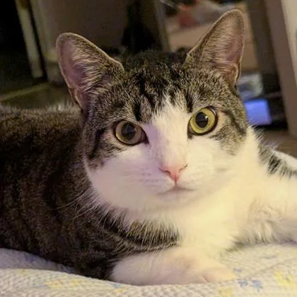 Harvey thumbnail 3