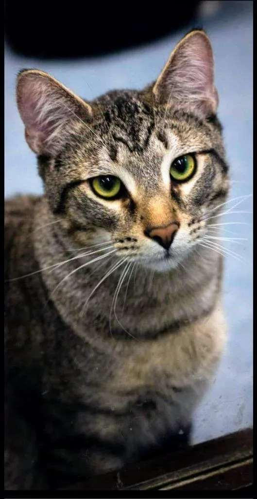 An adult extra large-sized male Domestic Short Hair cat named Alvin for adoption in Sapulpa, OK