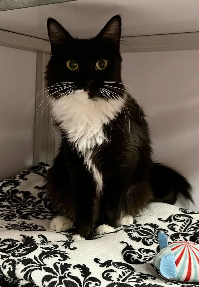 A young medium-sized female Black & White / Tuxedo Domestic Medium Hair cat named Harlow for adoption in Whitehall, PA