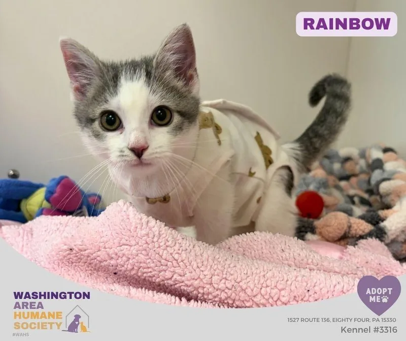 A baby small-sized female Gray & White Domestic Short Hair cat named Rainbow for adoption in Eighty Four, PA