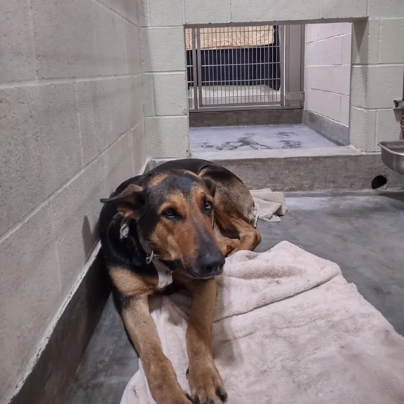 An adult large-sized female Black Shepherd dog named Iepastray for adoption in Upland, CA