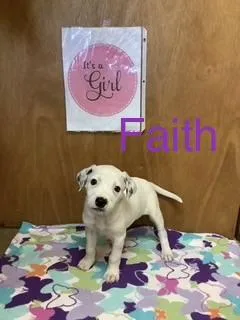 Faith