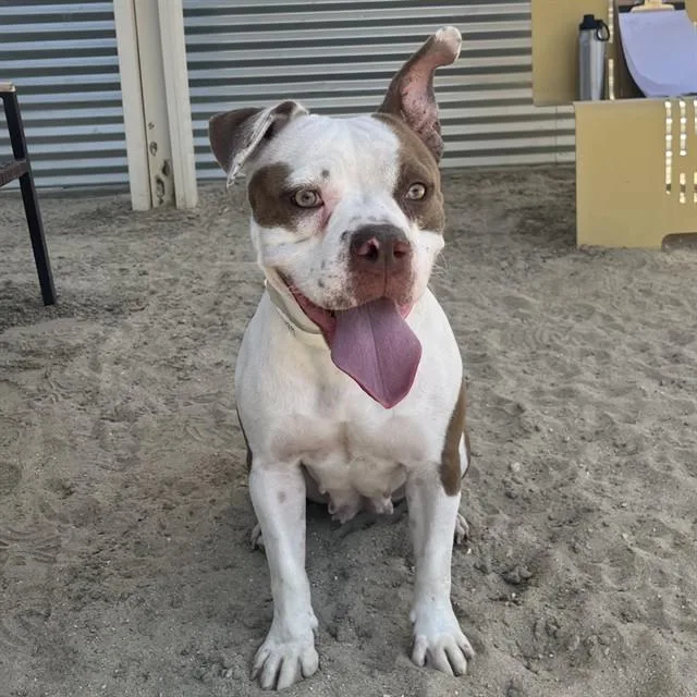 A young medium-sized female Pit Bull Terrier dog named Betsy for adoption in Thousand Palms, CA