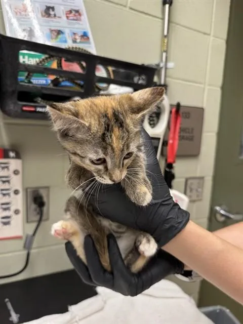 Ella