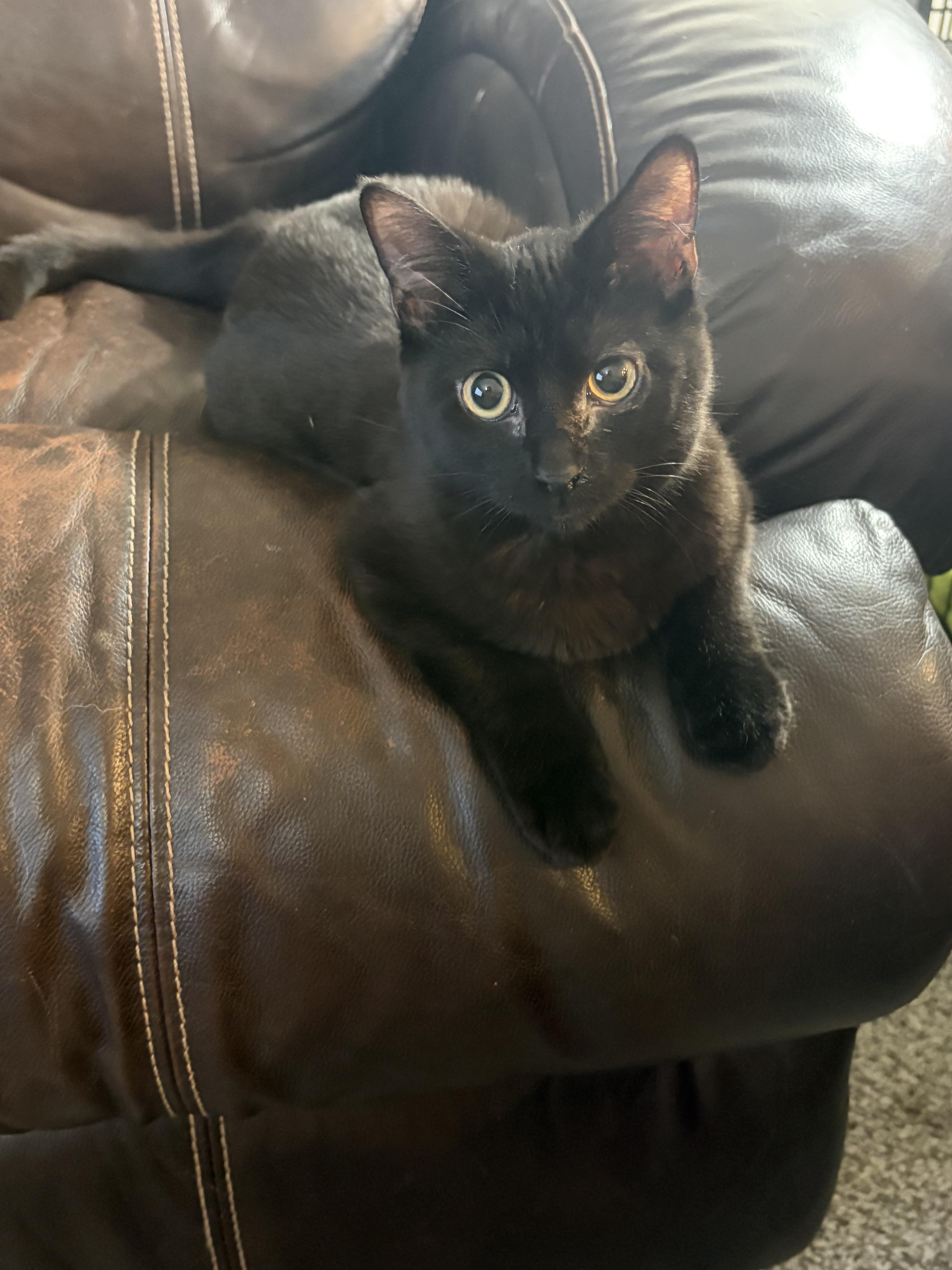 A baby small-sized male Domestic Short Hair cat named Zeuse for adoption in Davisburg, MI