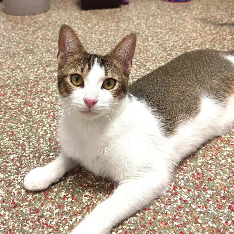 A young medium-sized male Brown / Chocolate Domestic Short Hair cat named Furby for adoption in Fort Lauderdale, FL