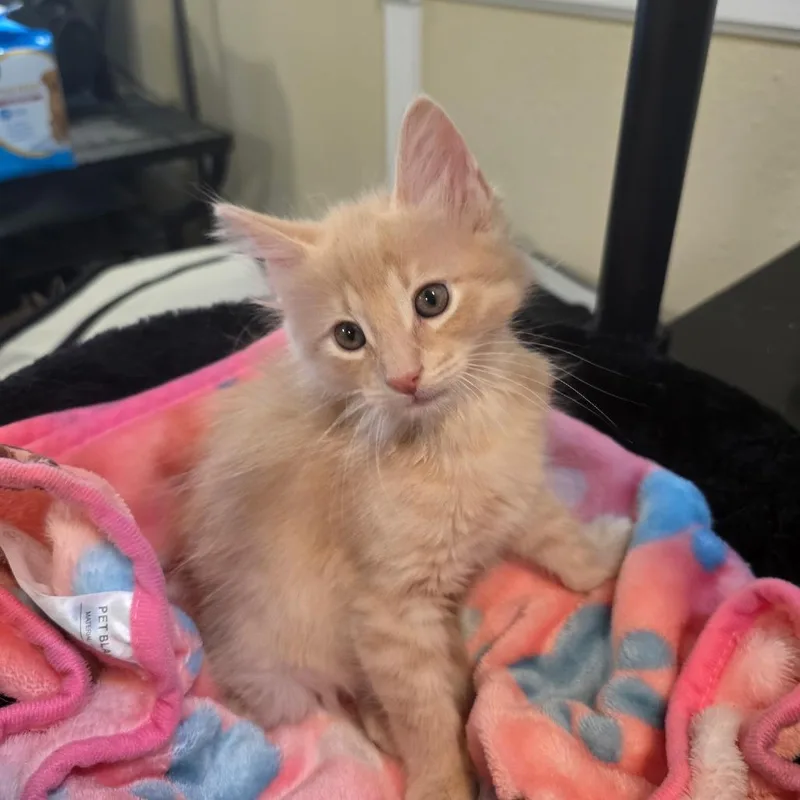 A baby small-sized male Buff / Tan / Fawn Domestic Medium Hair cat named Spot for adoption in Long Beach, CA