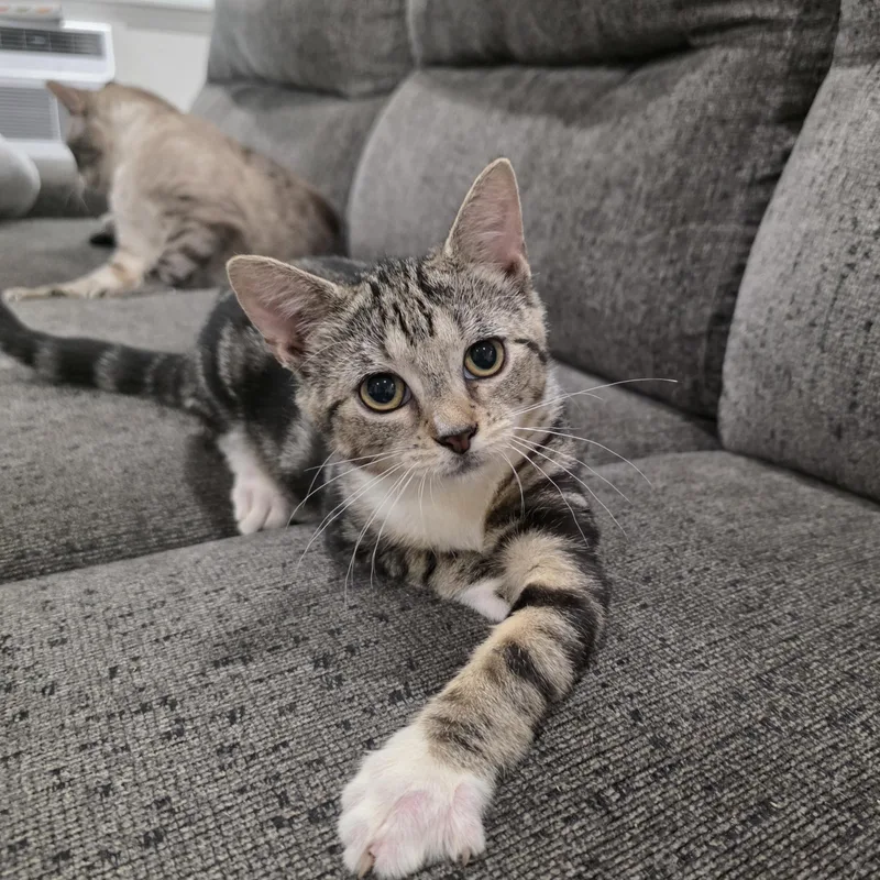 A baby medium-sized female Brown / Chocolate Domestic Short Hair cat named Zippy for adoption in Moriches, NY