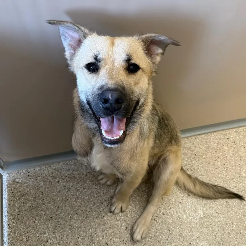 Mcmuffin thumbnail 6