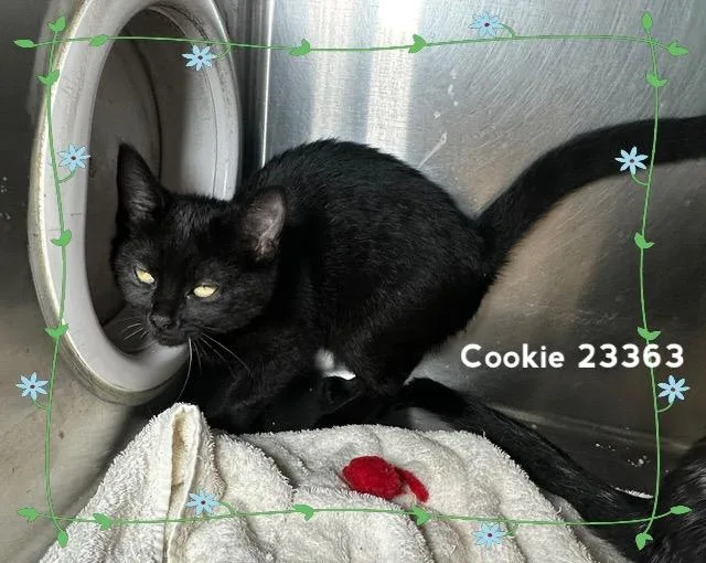 A baby medium-sized female Black Domestic Short Hair cat named Cookie for adoption in Marietta, GA