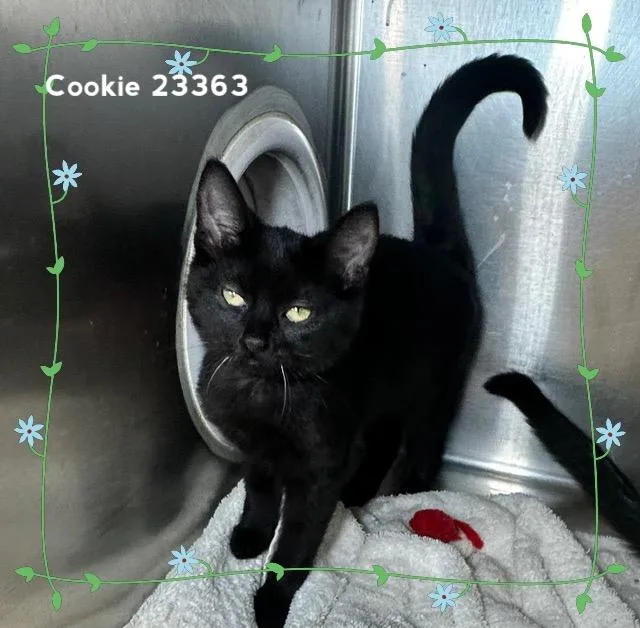 Cookie thumbnail 2