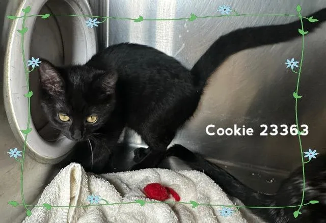 Cookie thumbnail 4