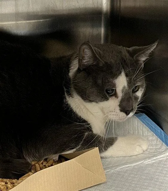 An adult large-sized male Gray / Blue / Silver Domestic Short Hair cat named Palermo for adoption in Tavares, FL