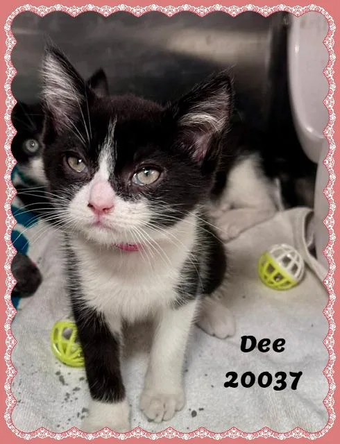 A baby small-sized female Black & White / Tuxedo Domestic Short Hair cat named Dee for adoption in Marietta, GA